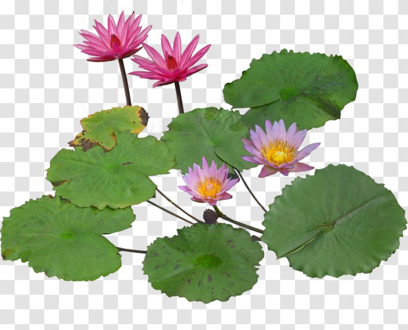 Nelumbo Nucifera Pygmy Water-lily Aquatic Plant - Flowerpot - Blooming Lotus Transparent PNG