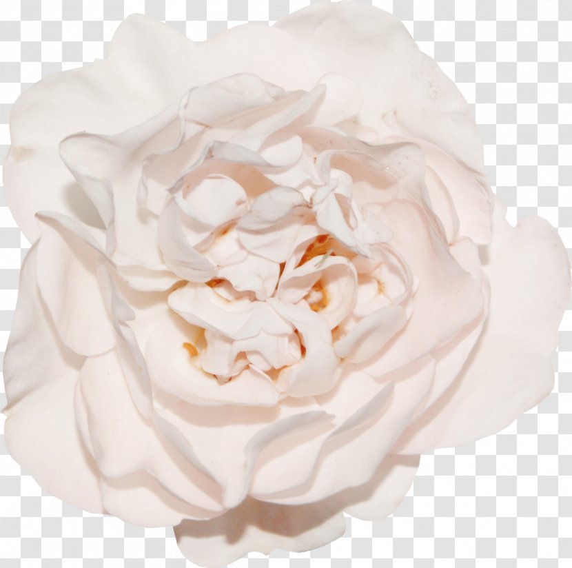 Garden Roses Cabbage Rose Google Images Floribunda - Family - Vintage Transparent PNG