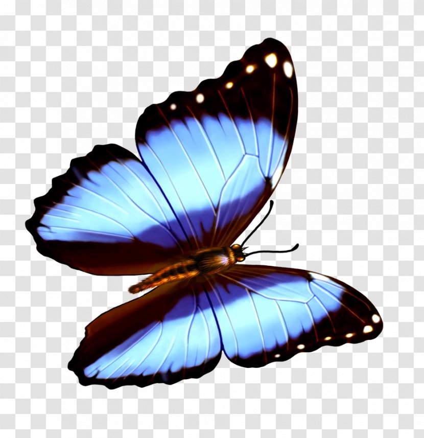 Butterfly Transparency And Translucency Wallpaper - Pollinator Transparent PNG