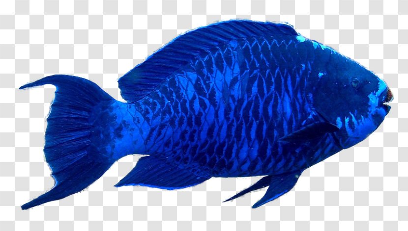 Blue Parrotfish Aquarium Marine Mammal - Fish Transparent PNG