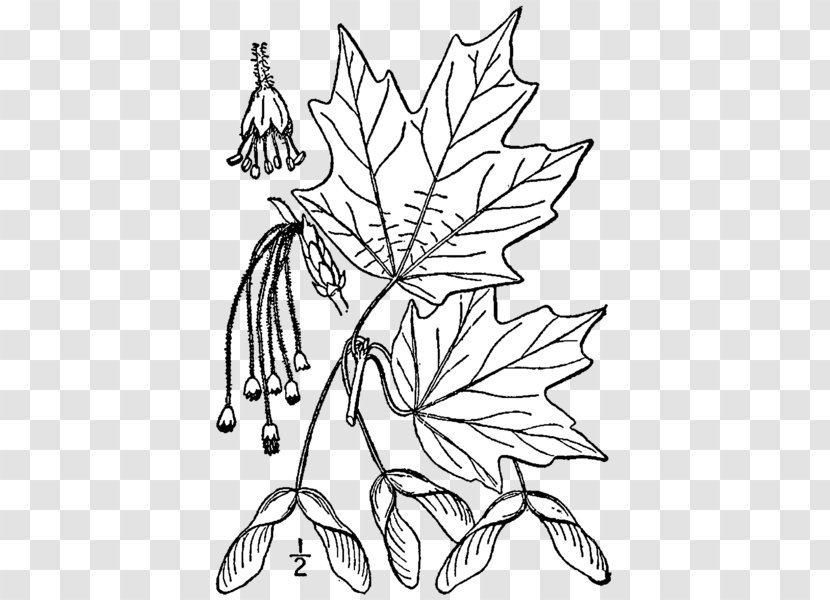 Sugar Maple Leaf Coloring Book Silver Tree Transparent PNG