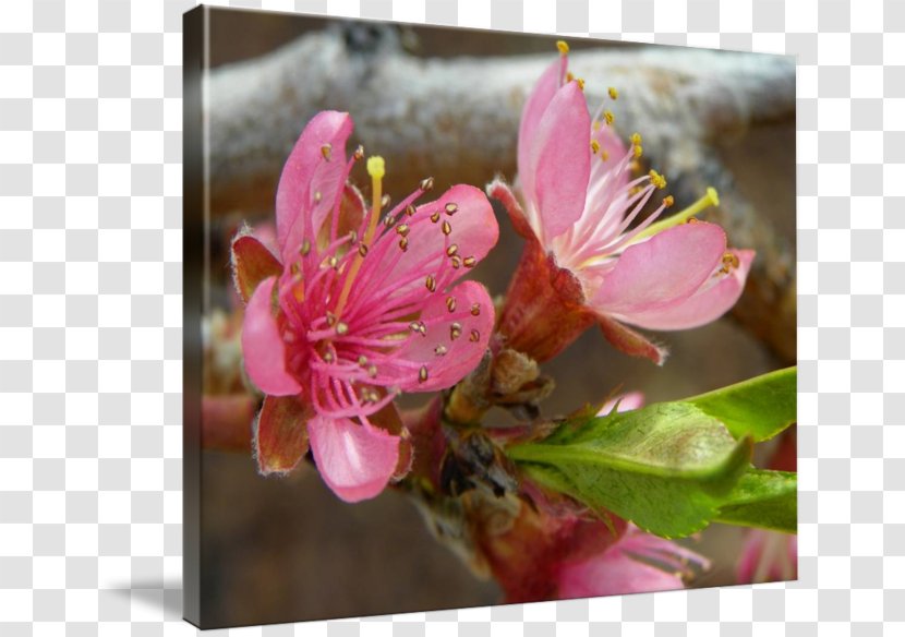 Cherry Blossom Flower Common Daisy Petal Transparent PNG
