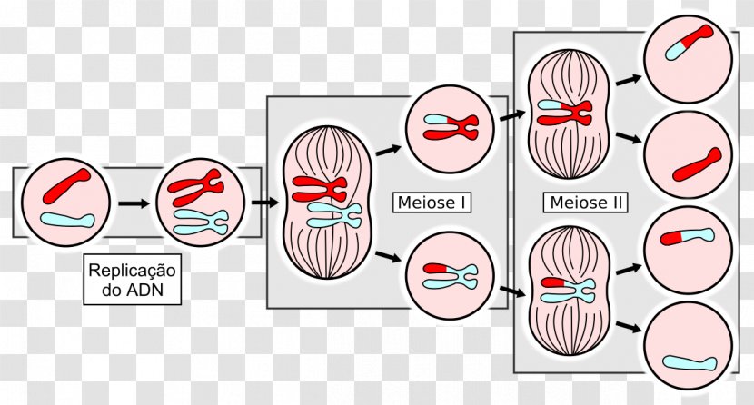 Meiosis Cell Division Mitosis Haploid - Tree - Sexpositive Movement Transparent PNG