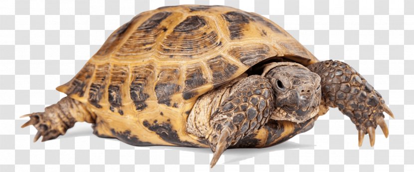 Turtle Reptile Russian Tortoise Common - Chelydridae - Tortoide Transparent PNG