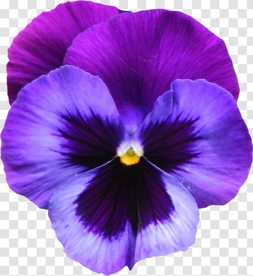 Sweet Violet Flower Purple Clip Art - Family - Large Transparent Clipart Transparent PNG
