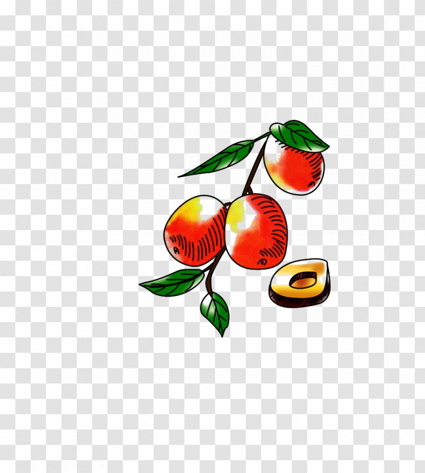 Jujube Fruit Date Palm - Template - Dates Transparent PNG