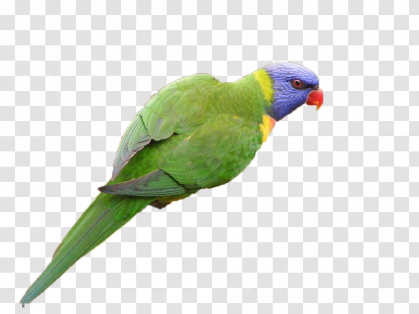 Parrot Lovebird - Perico - Green Transparent PNG