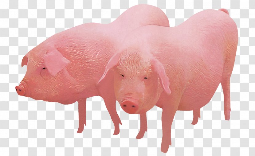 Domestic Pig Farming - Alibaba Group - Big Transparent PNG