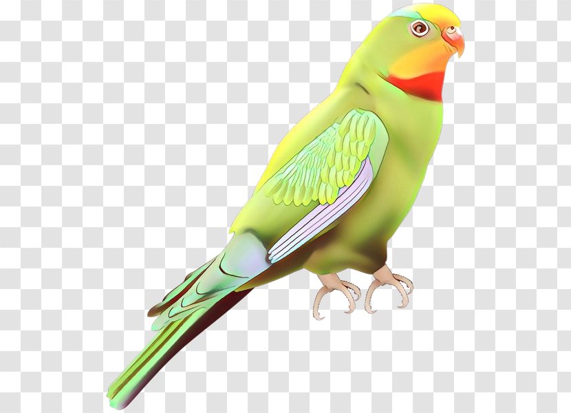 Lovebird Parakeet Finches Feather Beak - Budgie - Parrot Transparent PNG