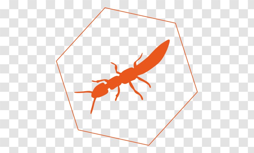Academic Pest Controls Insect Termite - Orange Transparent PNG