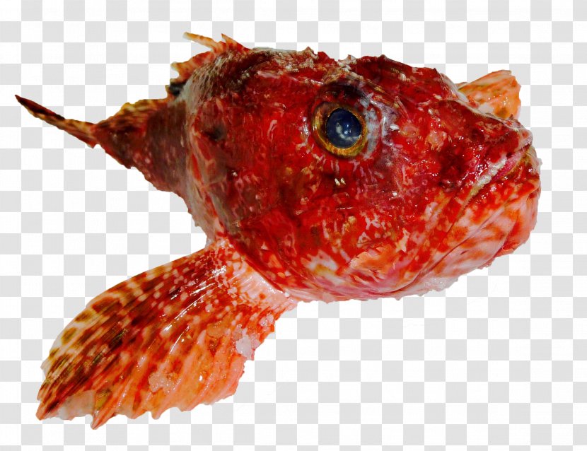 Fish Grouper Common Dentex Red Mullet Sole - Orange Transparent PNG