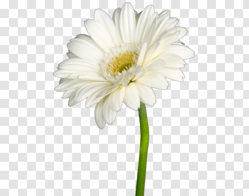 Oxeye Daisy Marguerite Chrysanthemum Transvaal Aster Transparent PNG