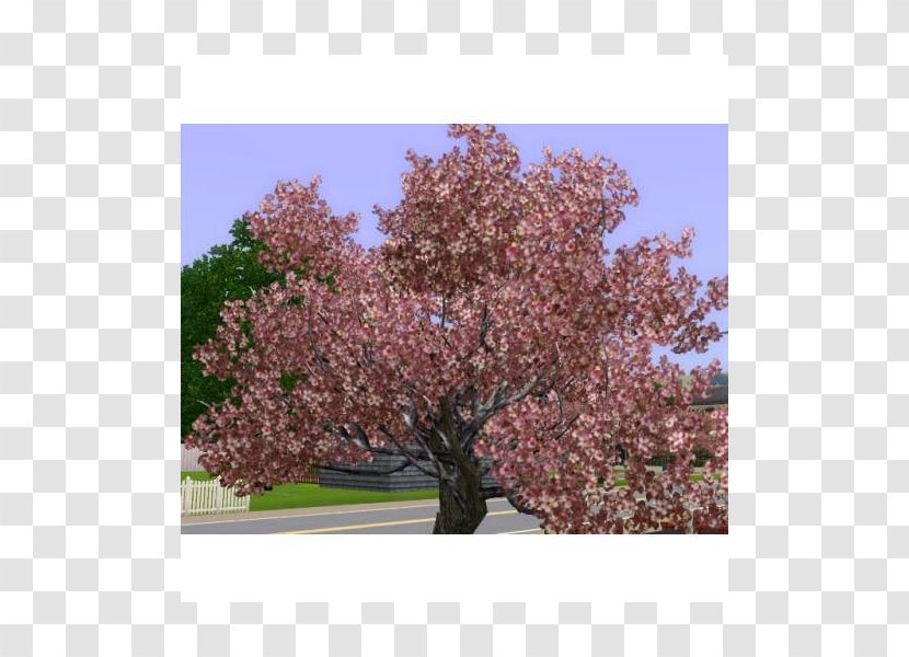 Cherry Blossom Prunus Shrub ST.AU.150 MIN.V.UNC.NR AD - Spring Transparent PNG