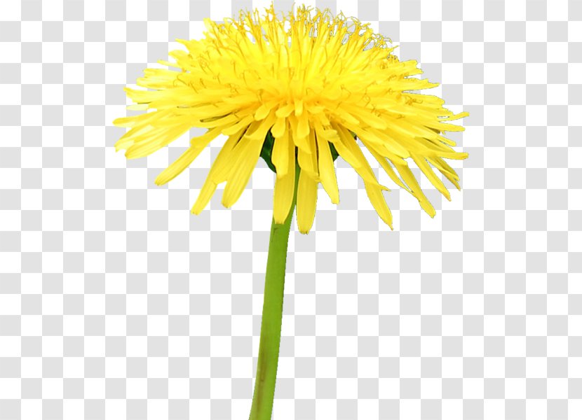 Bee Yellow Common Dandelion Insect Sunflower - Plant Stem Transparent PNG