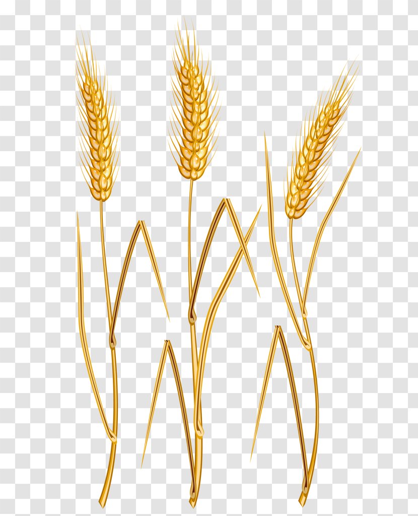Vector Graphics Ear Clip Art Cereal Common Wheat - Barley Transparent PNG