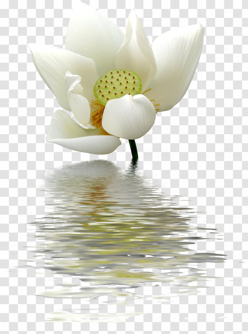 Nelumbo Nucifera Water Lily White Flower - Aquatic Plants - Lotus Pattern Transparent PNG