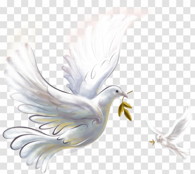 Pigeons And Doves Domestic Pigeon As Symbols Peace Image - Symbol - Bird Transparent PNG