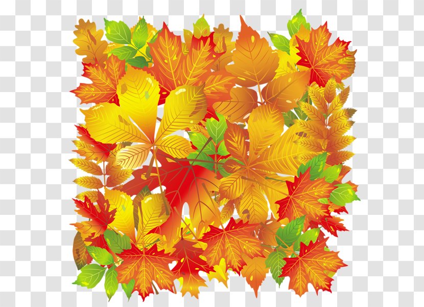 Autumn Leaf Color Leaves - Flora Transparent PNG