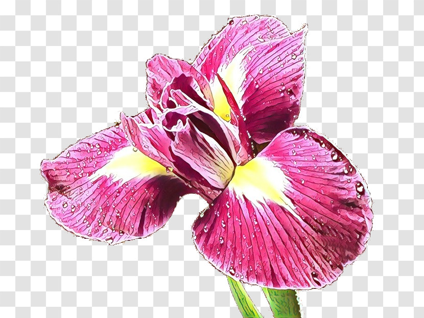 Flower Petal Plant Pink Iris Transparent PNG