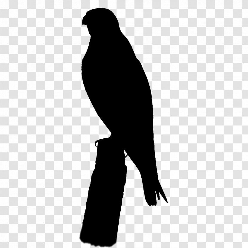 Beak Bird Of Prey Silhouette - Blackandwhite Transparent PNG