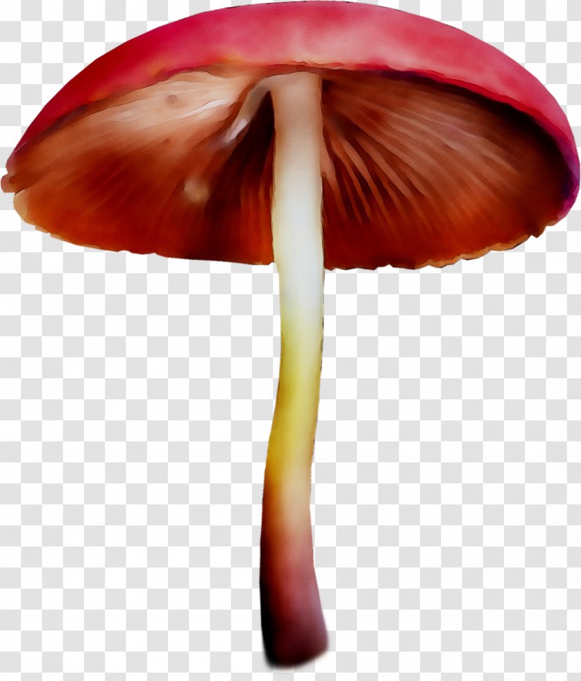 Clitocybe Nuda Edible Mushroom Fungus Lepista - Animation - Botany Transparent PNG