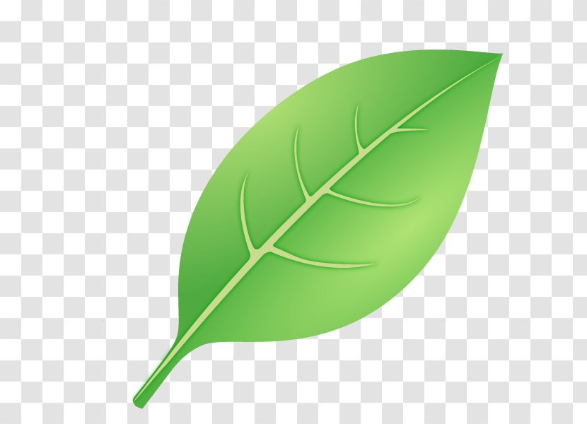Leaf Illustration Illustrator Product Design - Category Of Being - Plant Transparent PNG