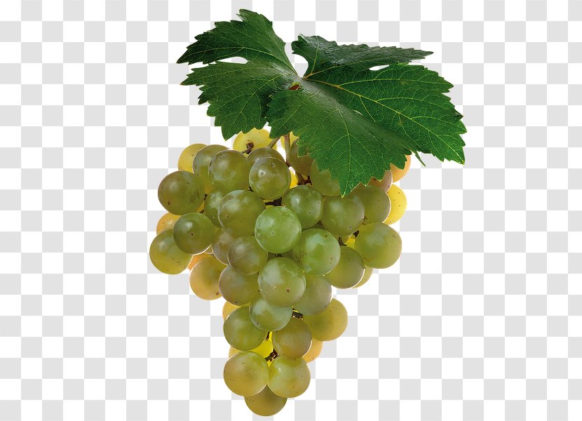 Juice Cabernet Sauvignon Shiraz Wine Grape - Verjuice Transparent PNG
