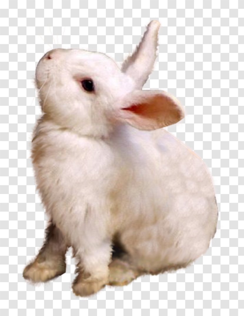 Domestic Rabbit Hare Fur Whiskers Snout Transparent PNG