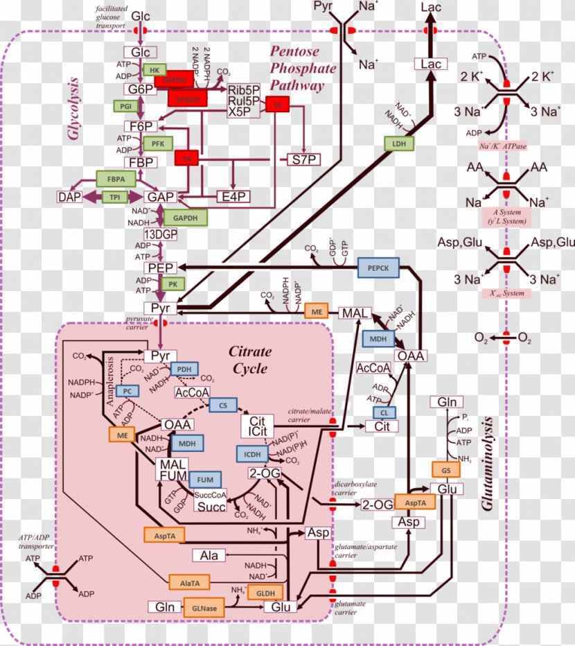 Max Planck Institute For Dynamics Of Complex Technical Systems Metabolic Pathway Metabolism Biochemistry Metabolite - Metabolomics - Cultivation Culture Transparent PNG
