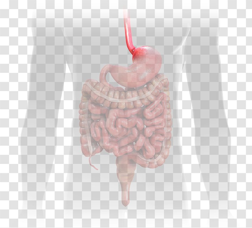 Crohn's Disease & Colitis Foundation Ulcerative Esophagus Gastrointestinal Tract - Silhouette Transparent PNG