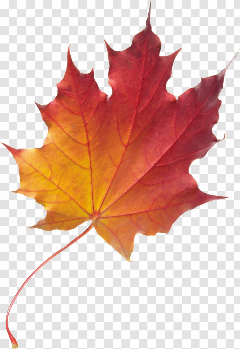 Maple Leaf Autumn Color - Foliage Transparent PNG