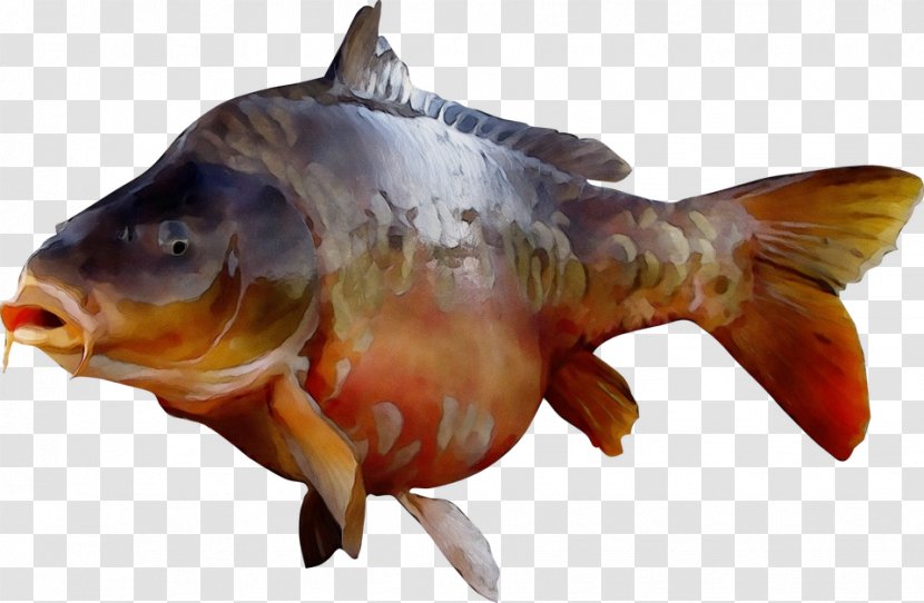 Fish Carp Bony-fish Goldfish - Bonyfish Transparent PNG