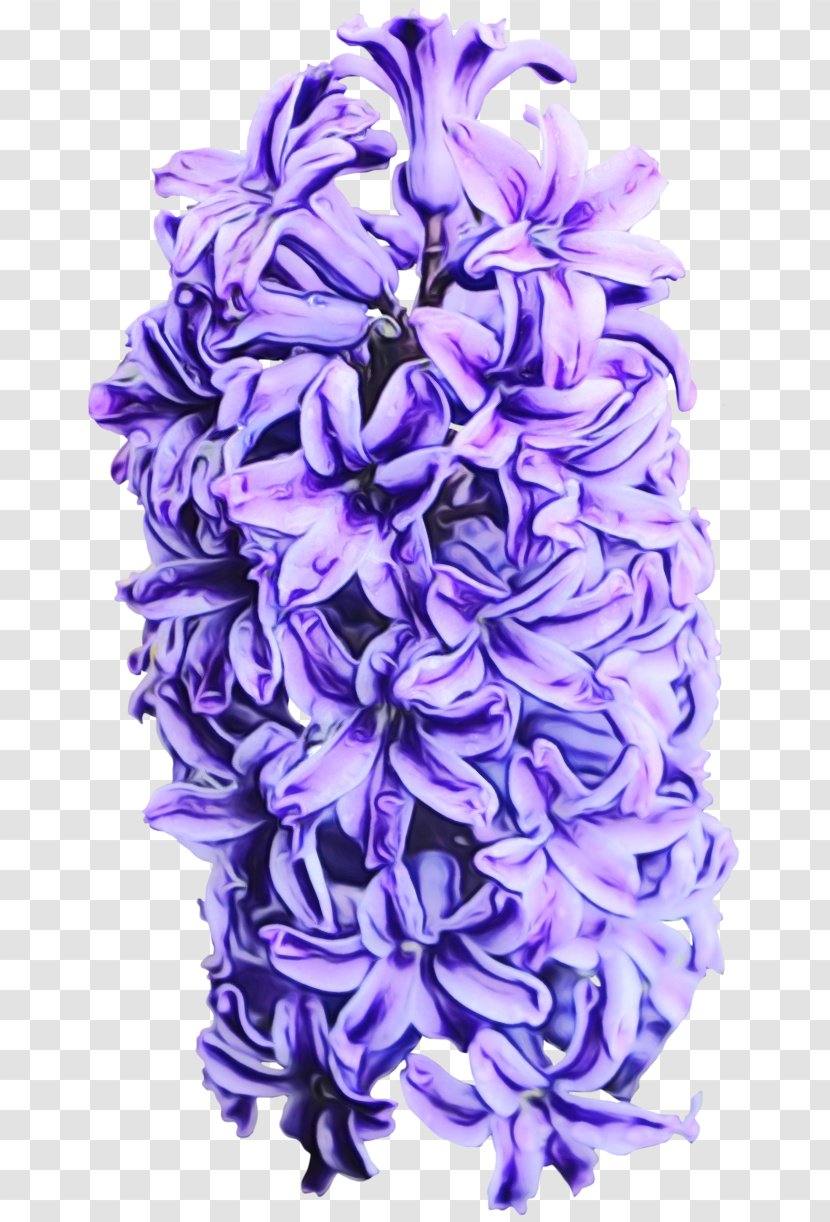 Lavender - Hyacinth - Cut Flowers Flowering Plant Transparent PNG