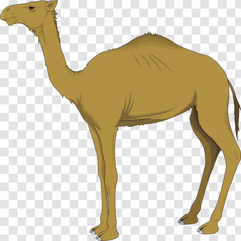 Bactrian Camel Dromedary Clip Art - Terrestrial Animal - Moroccan Cliparts Transparent PNG