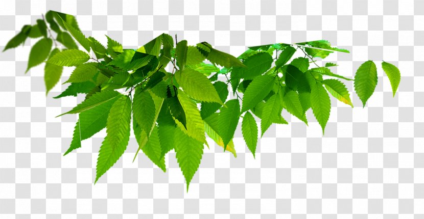 Leaf Green Color - Software - Leaves Transparent PNG