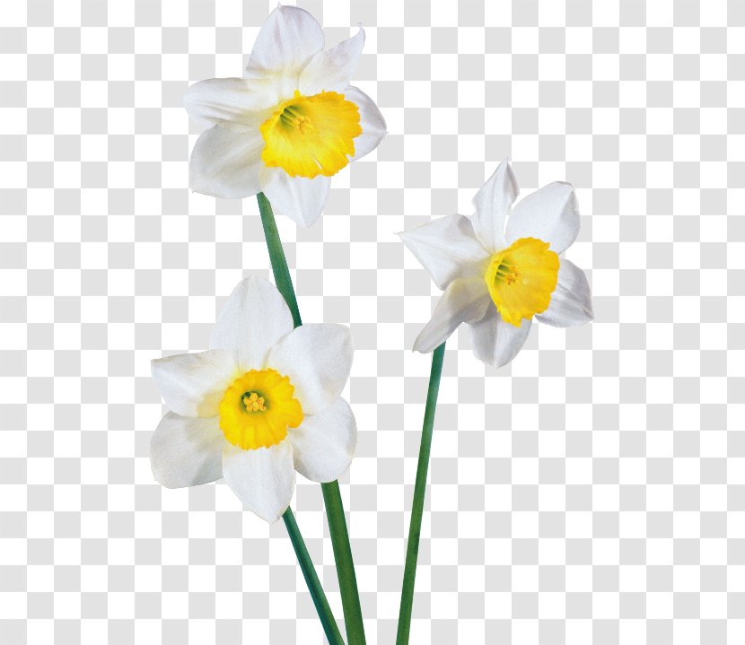 Daffodil Clip Art - Yellow - Flower Transparent PNG