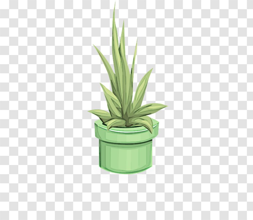 Flowerpot Houseplant Green Plant Agave - Yucca - Leaf Terrestrial Transparent PNG