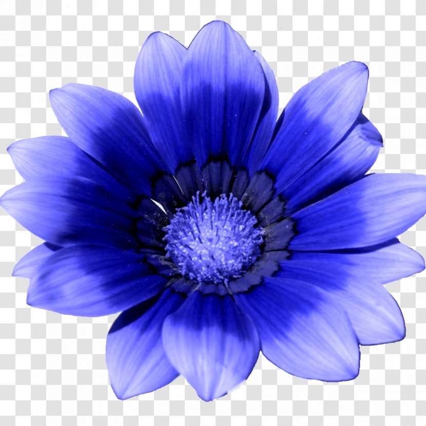 Flower Blue Painting Photography Clip Art - Animation Transparent PNG