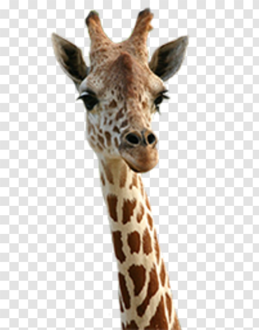 Giraffe Animal Desktop Wallpaper Cuteness - Snout Transparent PNG