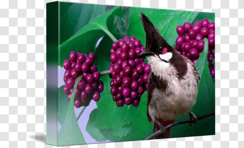 Fauna Beak - Redvented Bulbul Transparent PNG