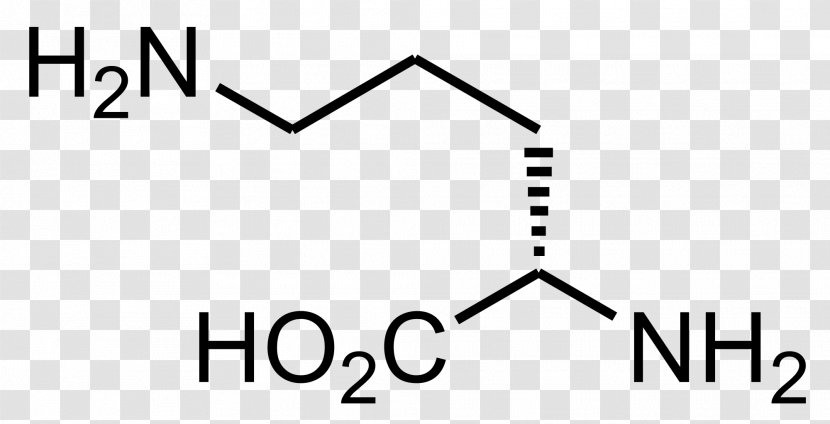Ornithine Decarboxylase Arginine Beta-Methylamino-L-alanine Amino Acid - Chemistry - Triangle Transparent PNG