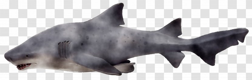 Whiskers Cat Dog Requiem Sharks - Toy - Marine Mammal Transparent PNG