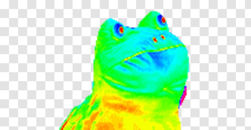 Frog GIF Tenor Toad Scaphiophryne Gottlebei - Trippy Transparent PNG