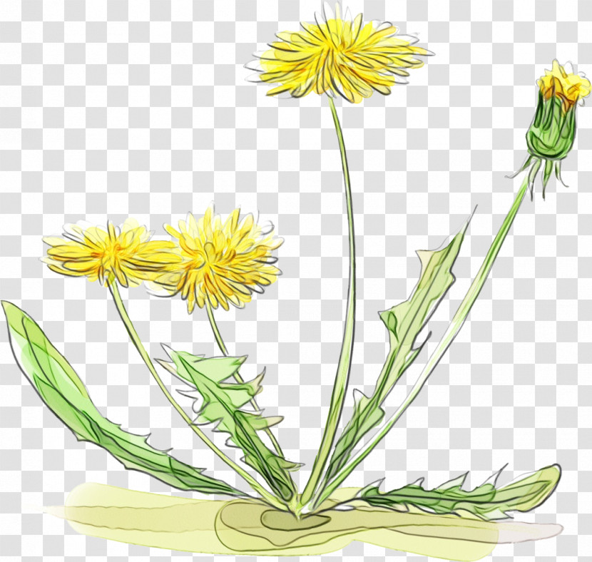 Dandelion Plant Stem Cut Flowers Yellow Herbal Medicine Transparent PNG