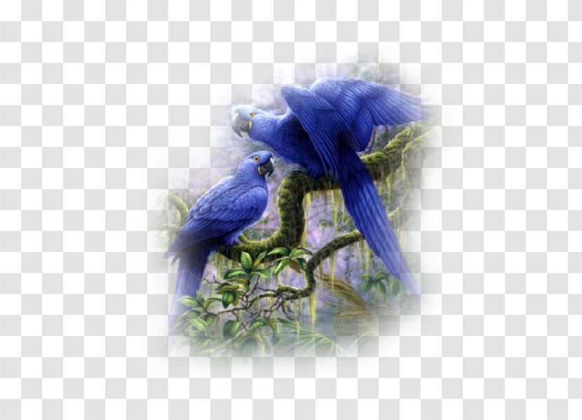 Bird Perroquet Parrot - Avatar Transparent PNG