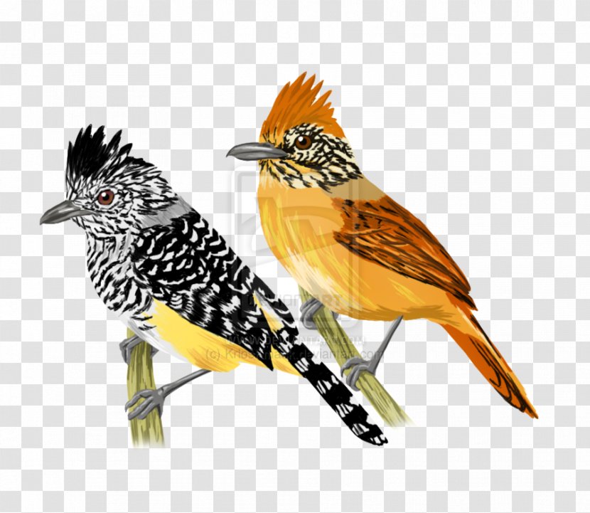 Beak Fauna Feather Cuckoos - Titulo Transparent PNG