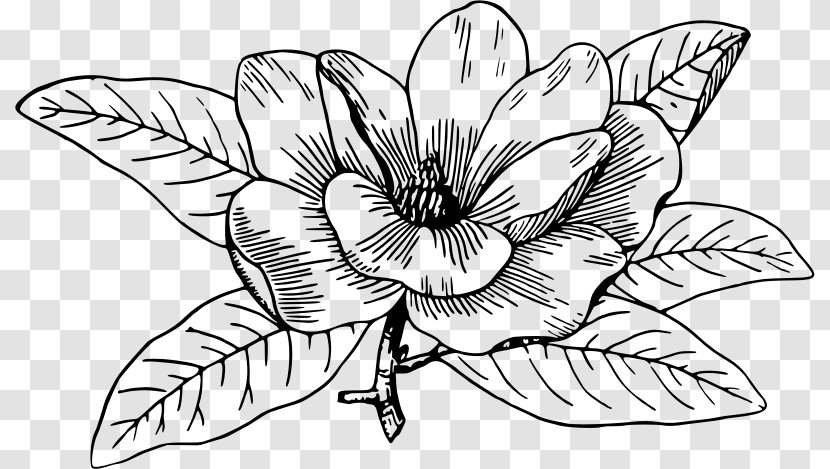 Southern Magnolia Coloring Book Chinese Campbellii Louisiana - Flora Transparent PNG