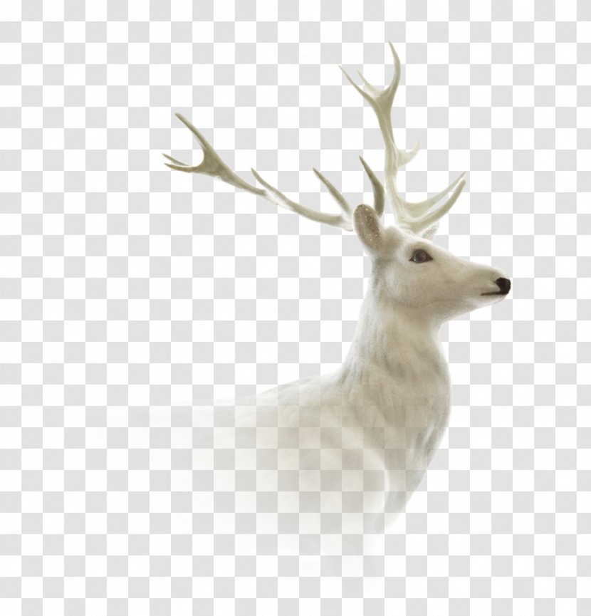 Reindeer Moose Elk Roe Deer Capreolinae - Fauna Transparent PNG