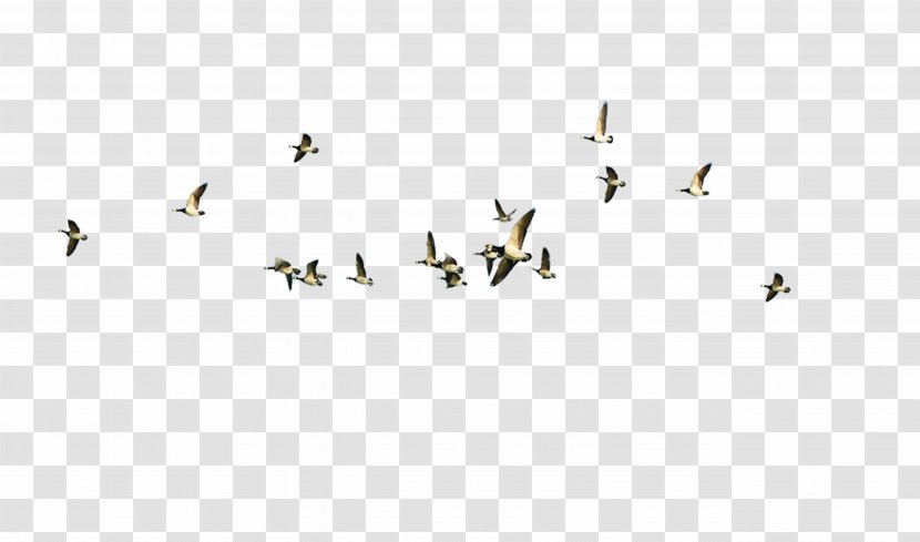 Bird Flight - Symmetry - Flying Geese Transparent PNG