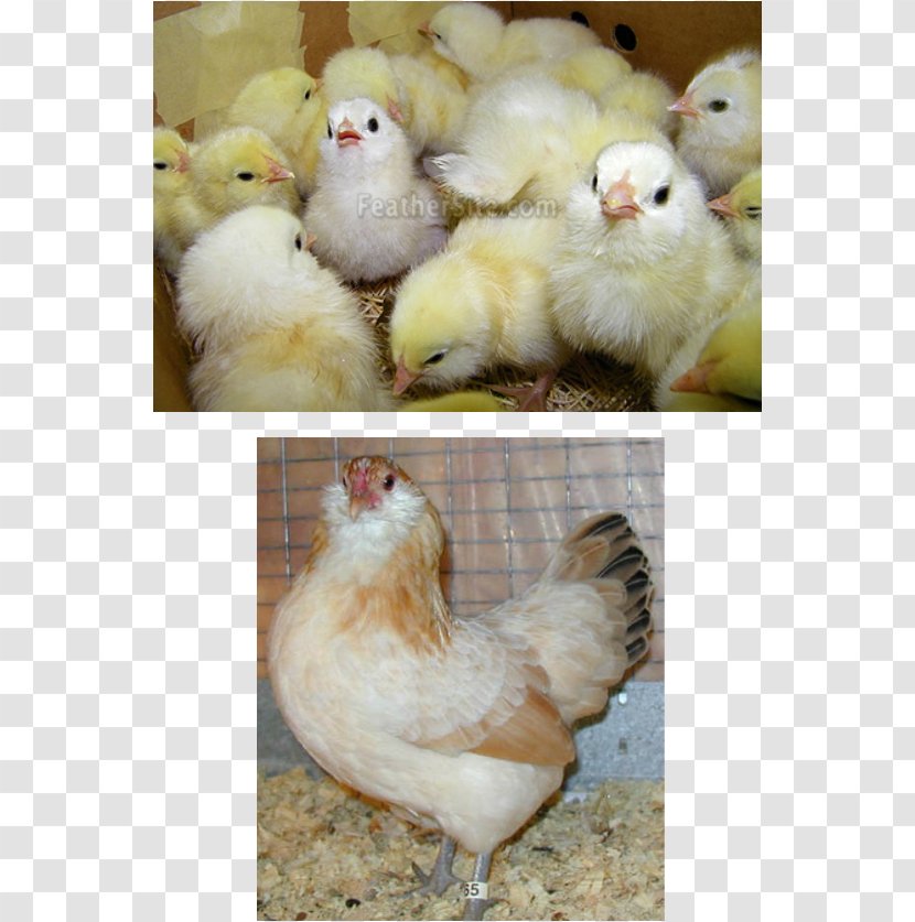 Rooster Ameraucana Orpington Chicken Araucana Easter Egger - Bird - Golden Temperament Transparent PNG